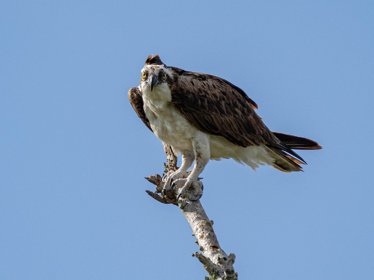 Osprey - ML374149041