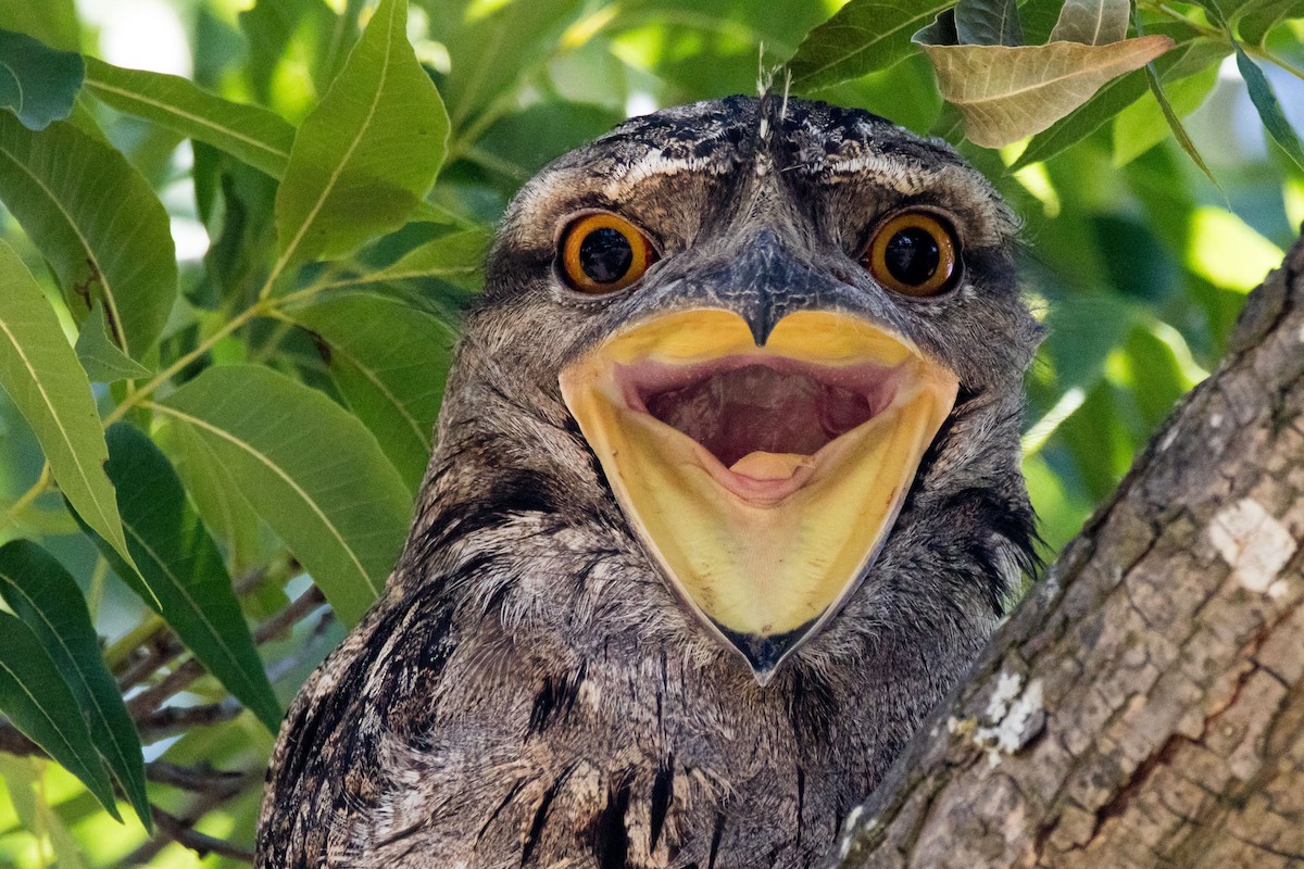 Tawny Frogmouth - ML37414931