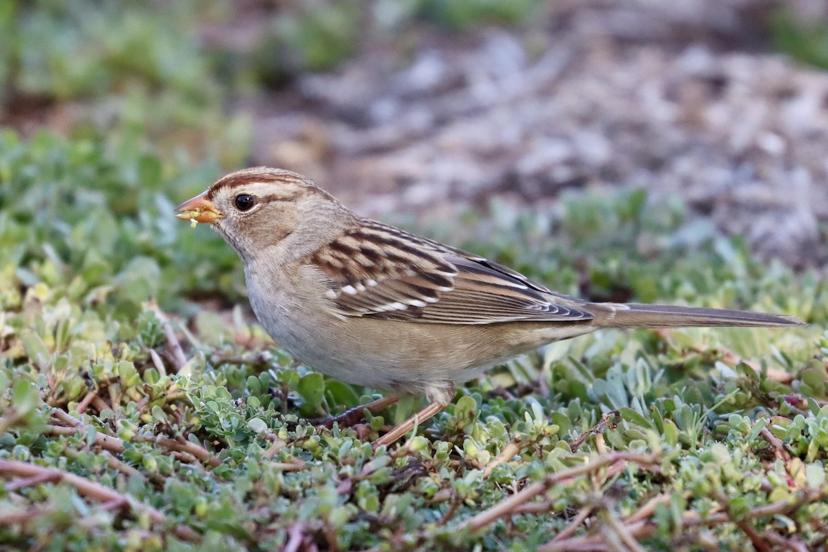 White-crowned Sparrow - ML374149441