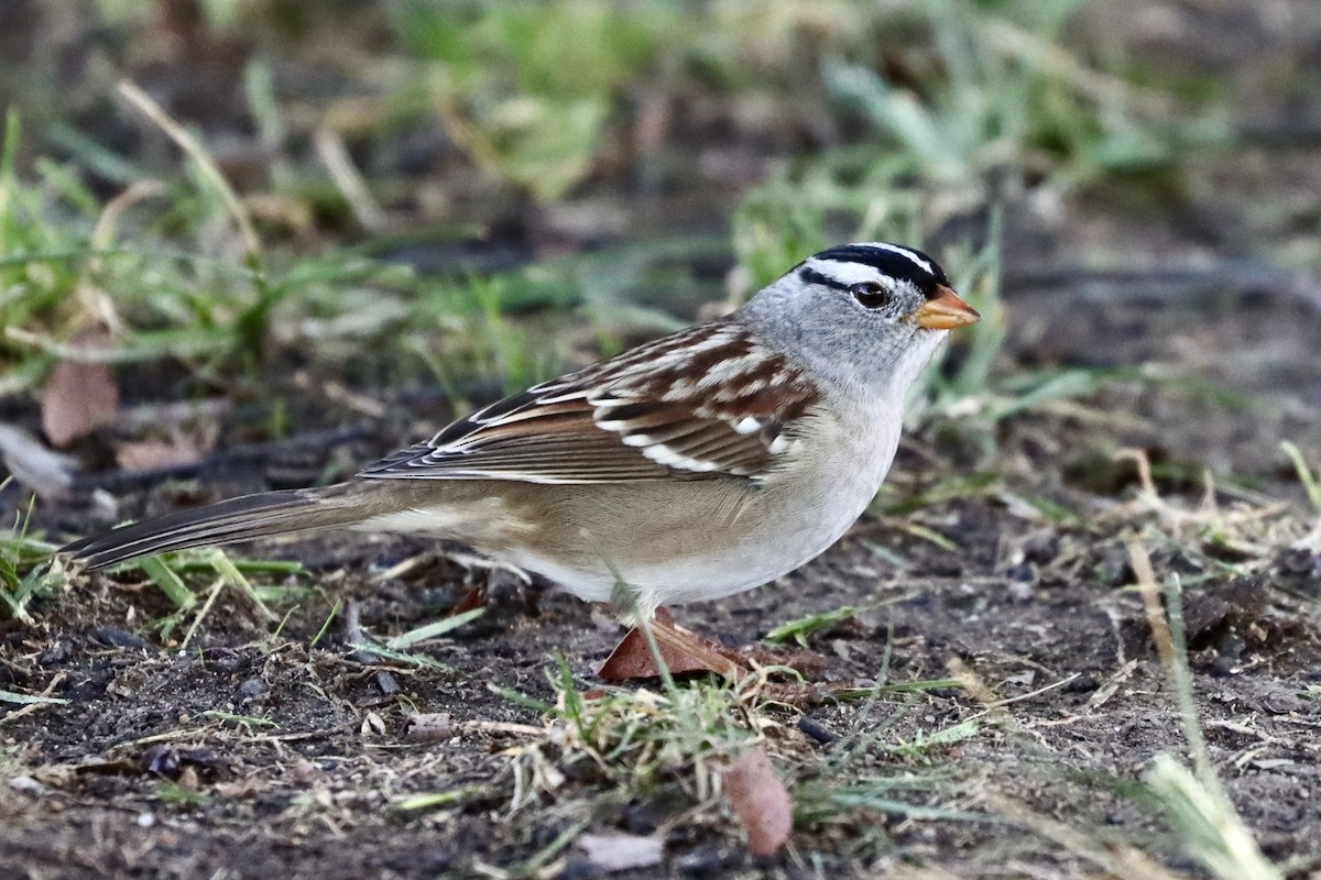White-crowned Sparrow - ML374149551