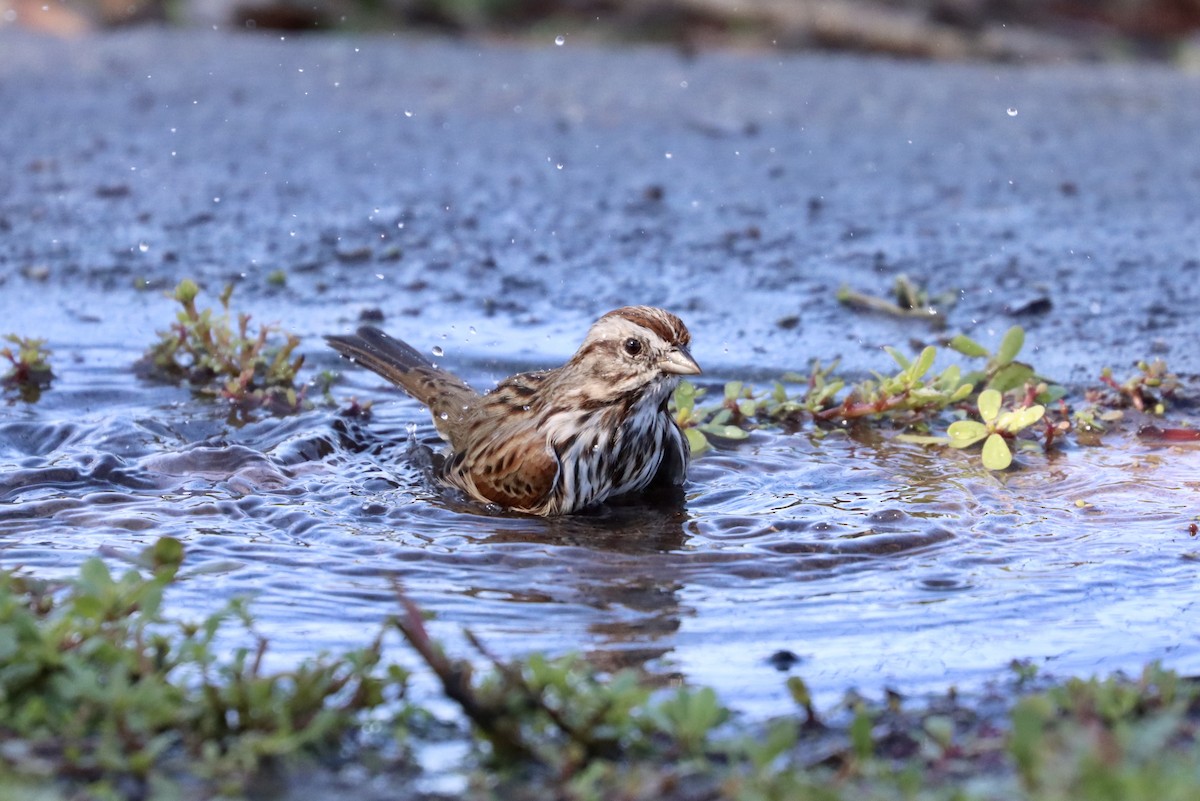 Song Sparrow - Deborah Porter