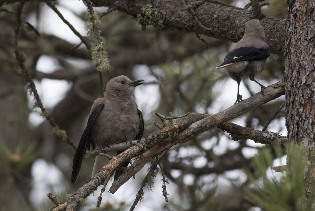 Clark's Nutcracker - ML37415381