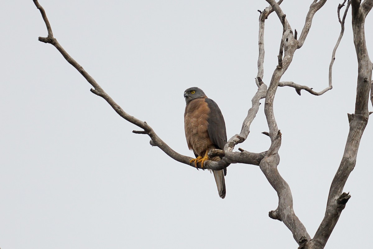 Brown Goshawk - Duke N