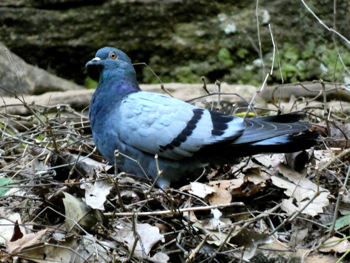 Rock Pigeon (Feral Pigeon) - ML374154311