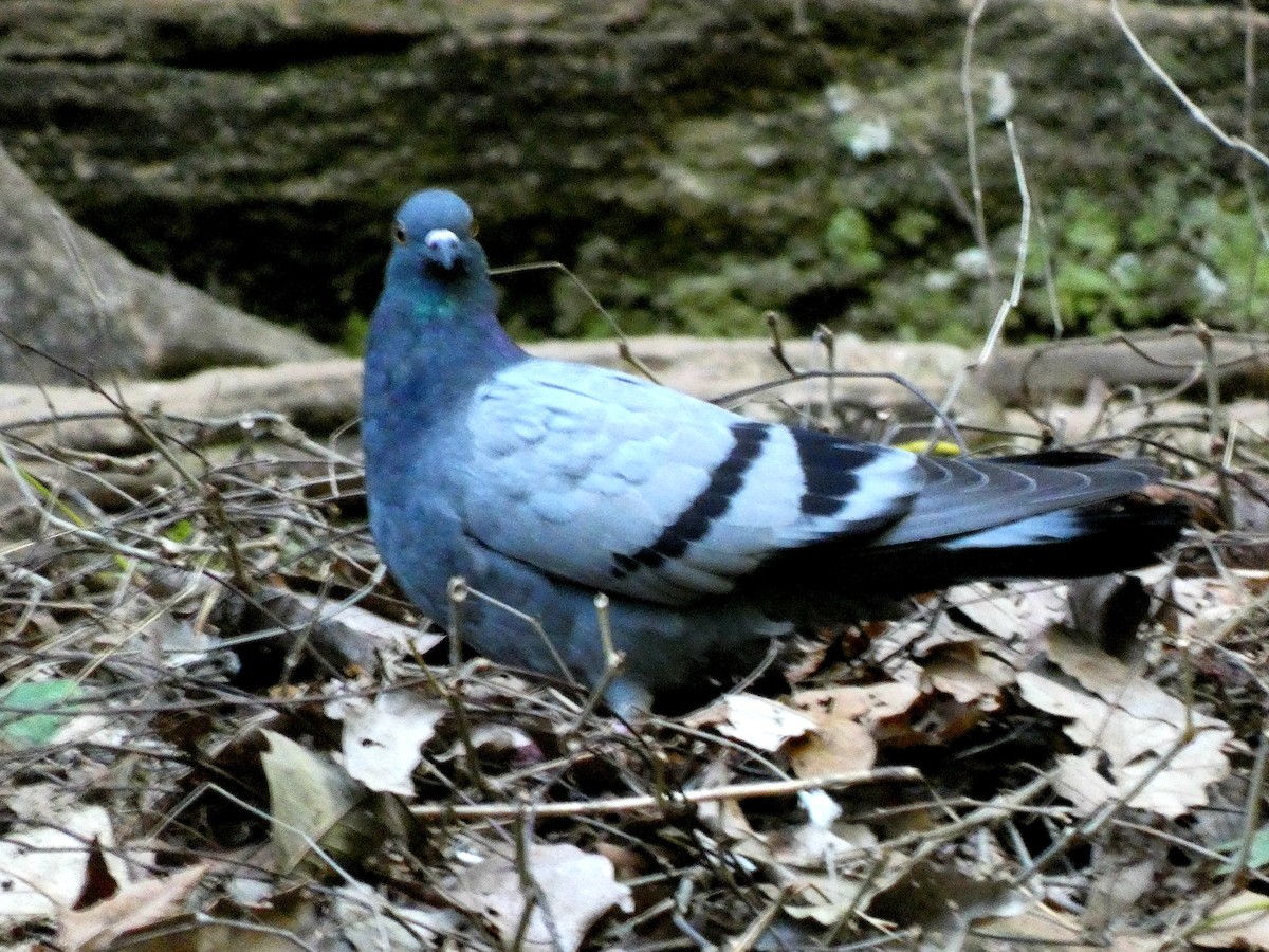 Rock Pigeon (Feral Pigeon) - Darrell Hance