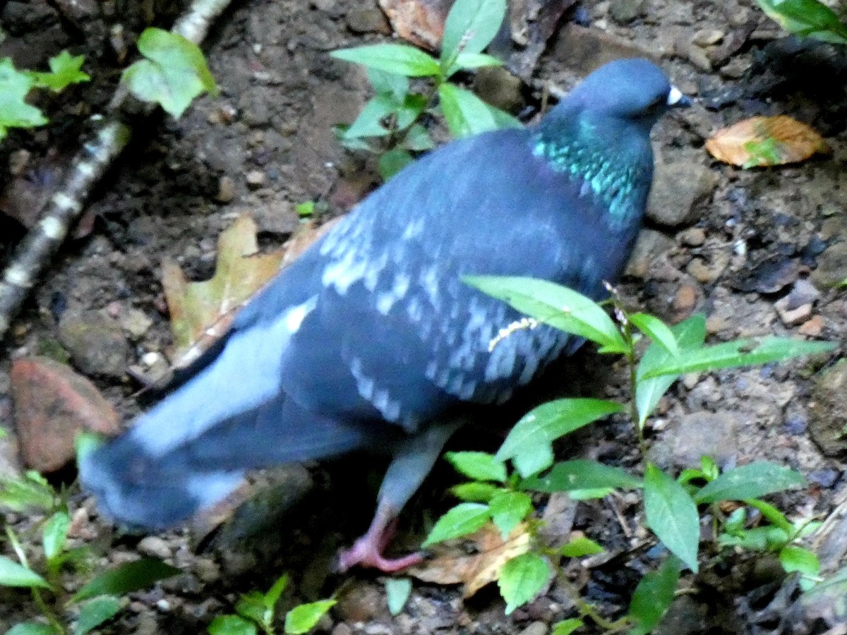 Pigeon biset (forme domestique) - ML374154341