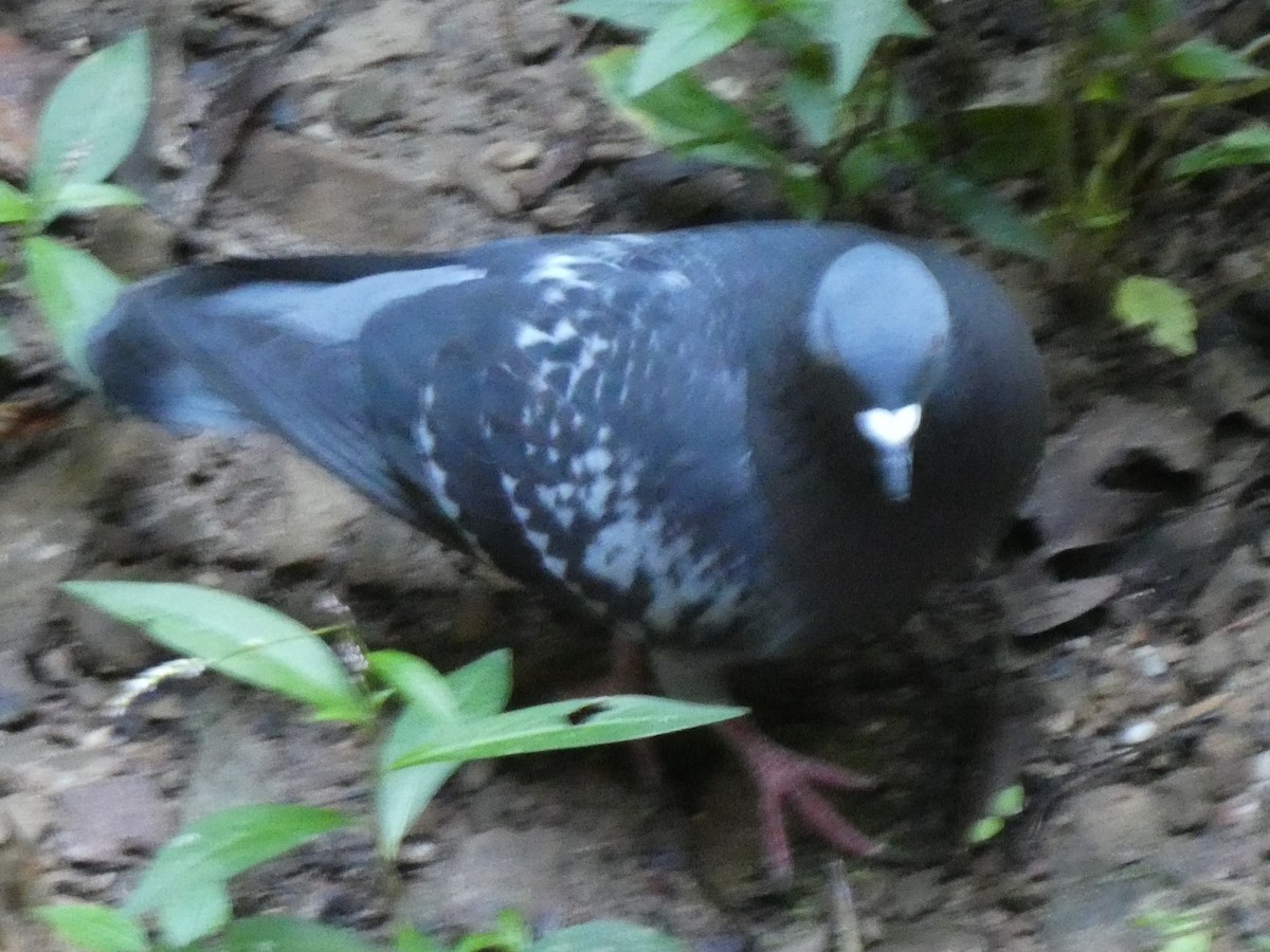 Rock Pigeon (Feral Pigeon) - ML374154421