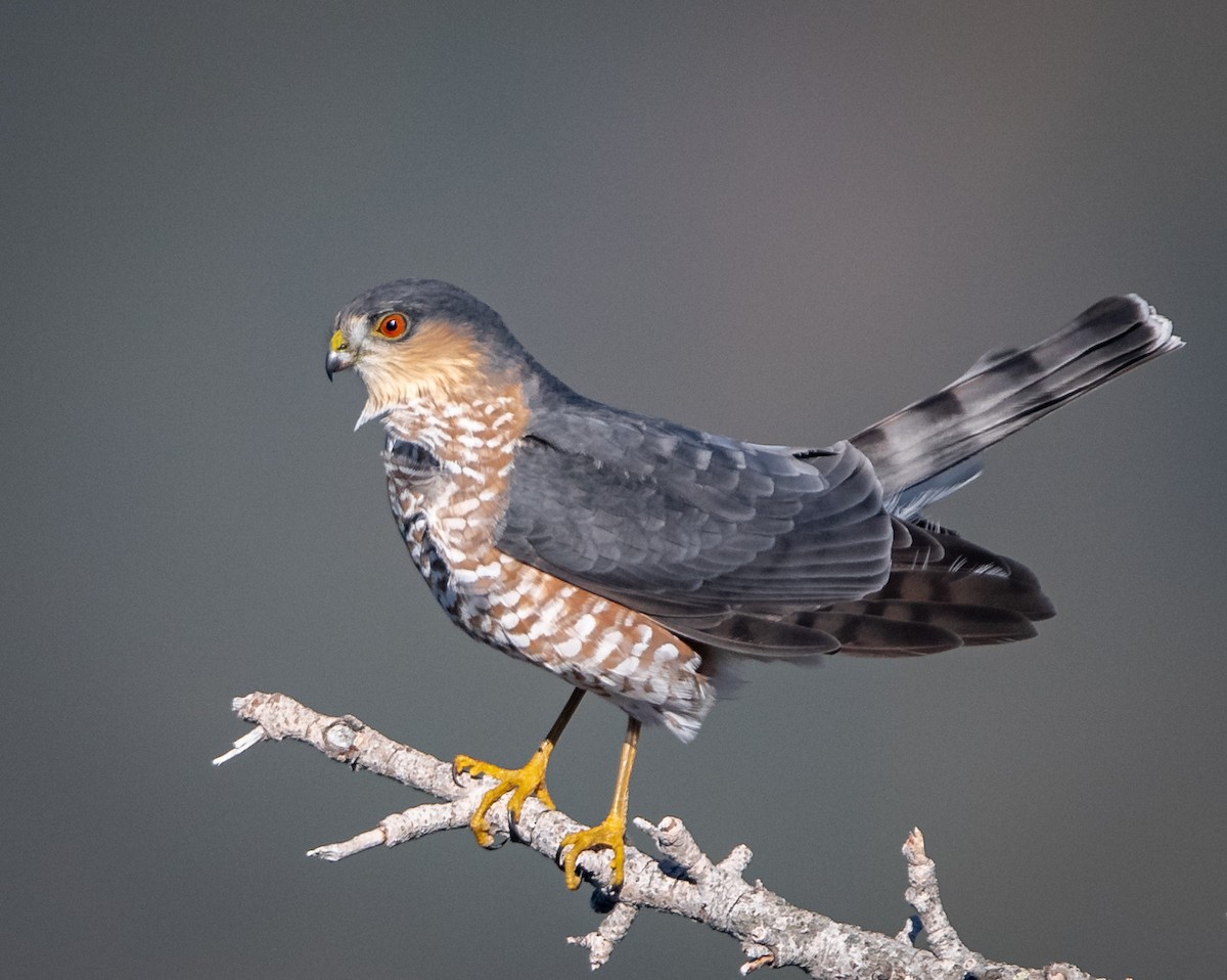 Sharp-shinned Hawk - bj worth