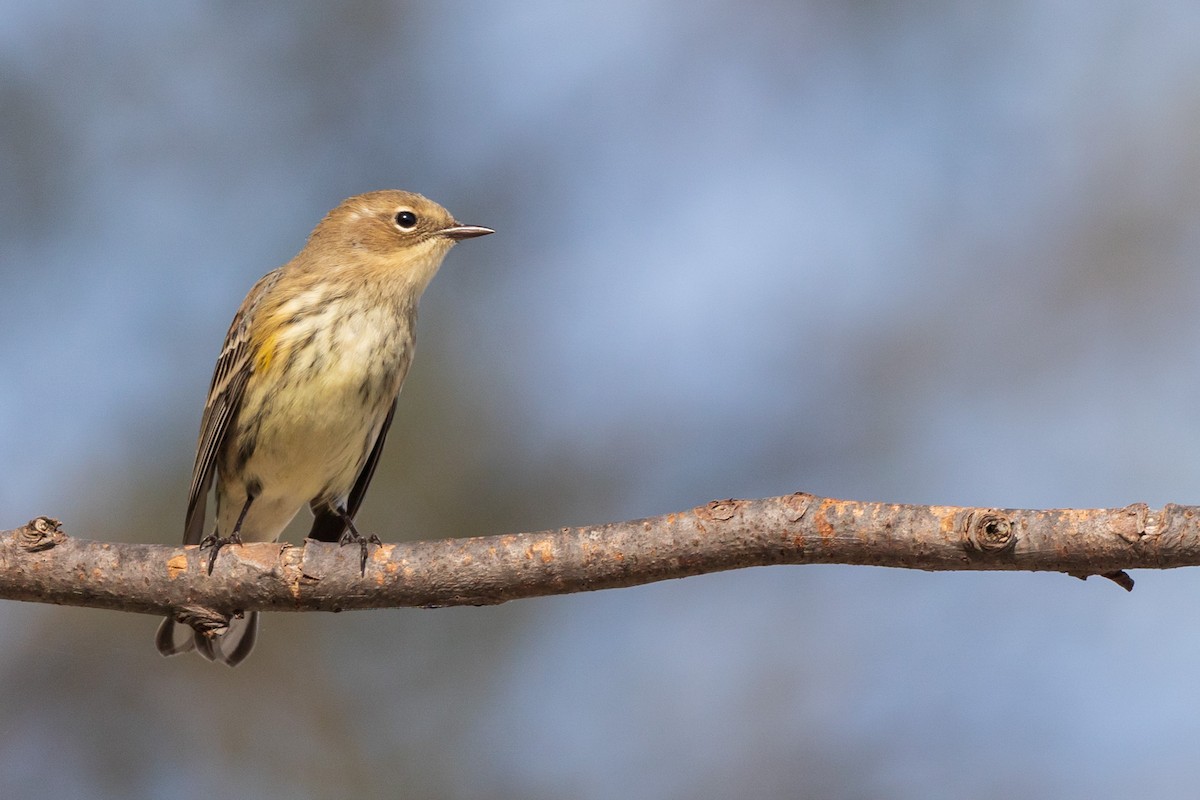 Yellow-rumped Warbler - ML374157131