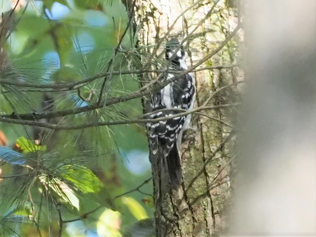 Hairy Woodpecker - ML374158071