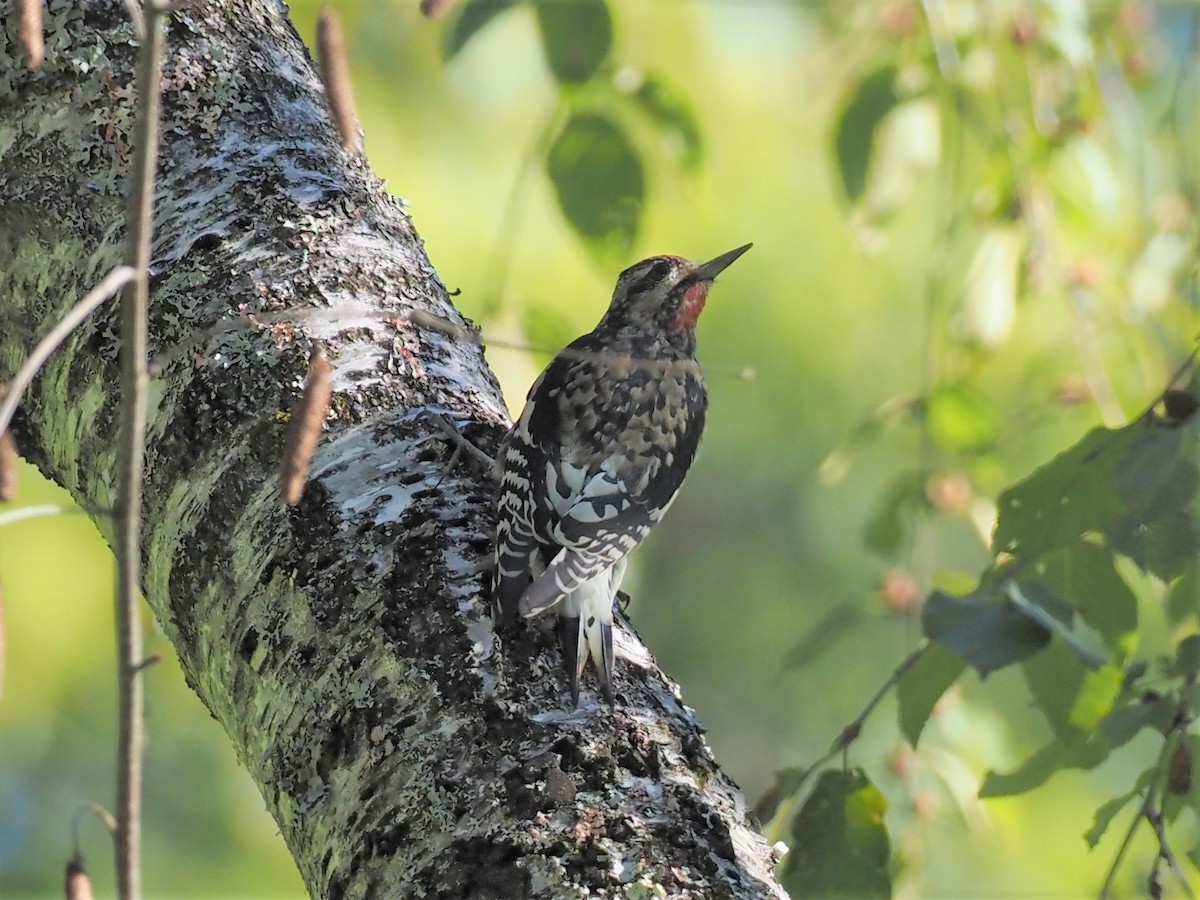 Yellow-bellied Sapsucker - ML374158111