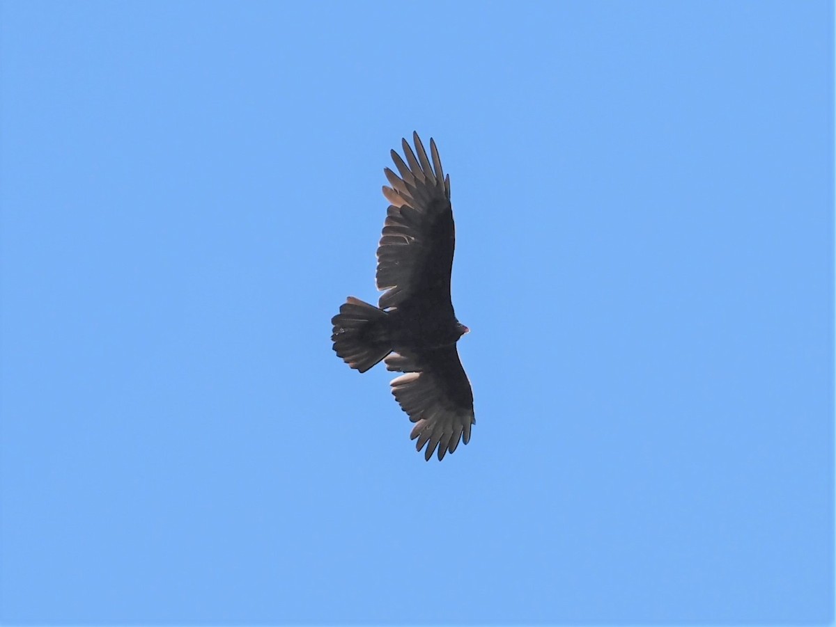 Turkey Vulture - ML374158121