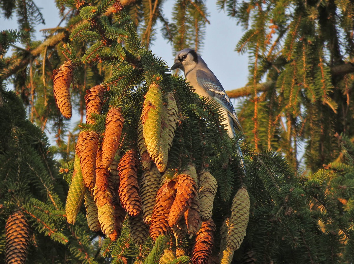 Blue Jay - ML374159571