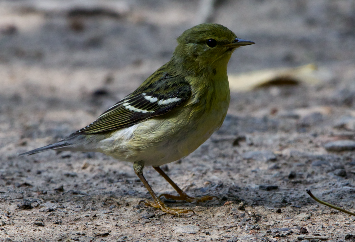 Blackpoll Warbler - ML374159591