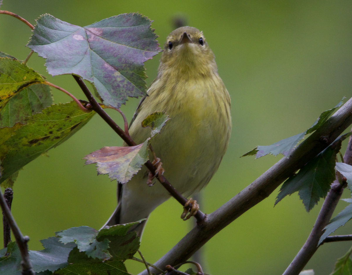 Blackpoll Warbler - ML374159631