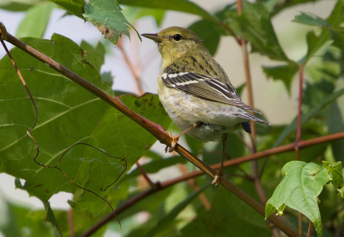 Blackpoll Warbler - ML374159651