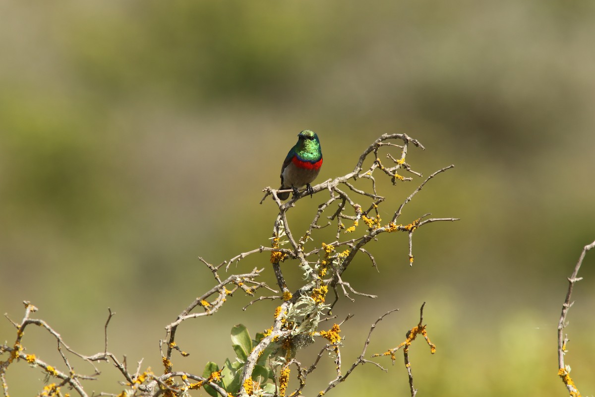 Southern Double-collared Sunbird - ML374159671
