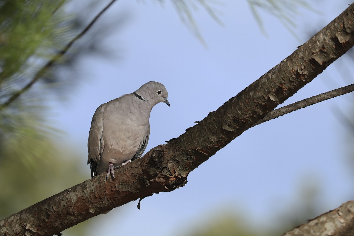 Eurasian Collared-Dove - Francisco Barroqueiro