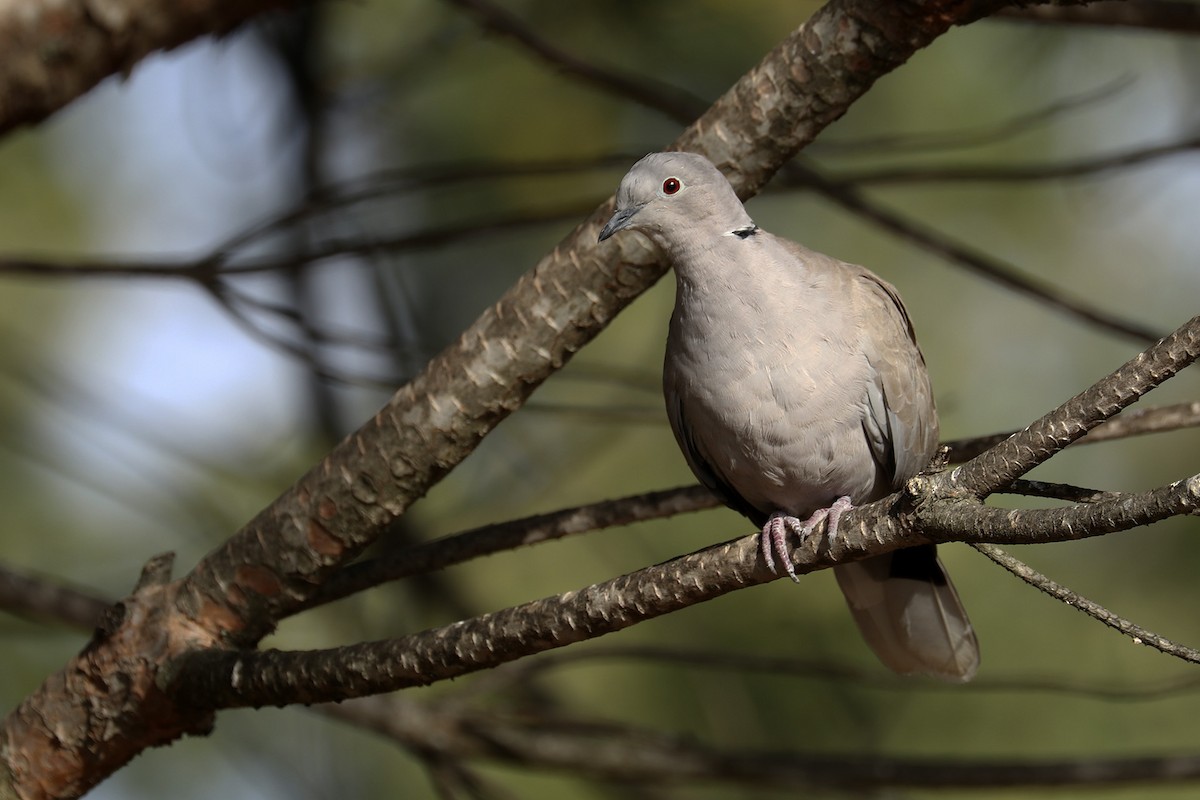 Eurasian Collared-Dove - ML374160001