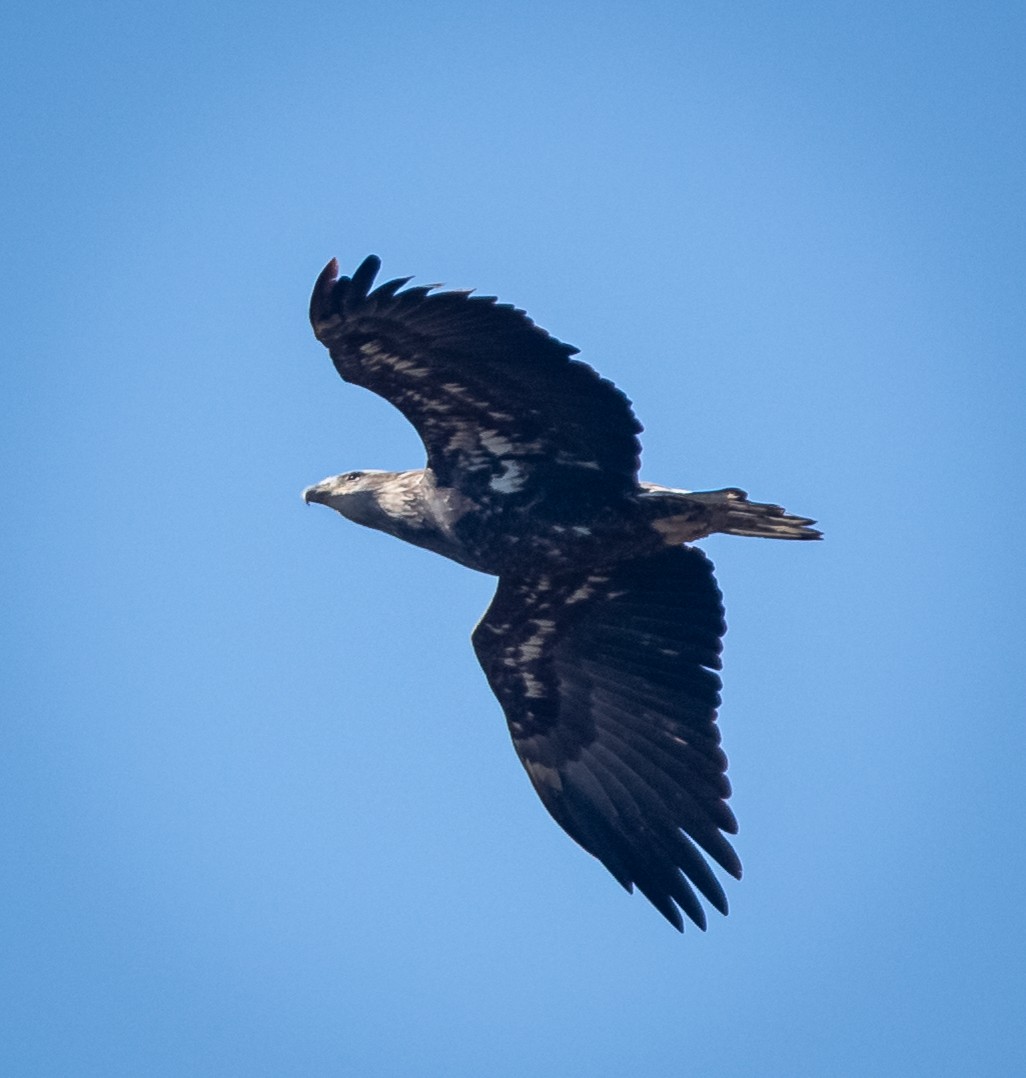 Bald Eagle - ML374160091