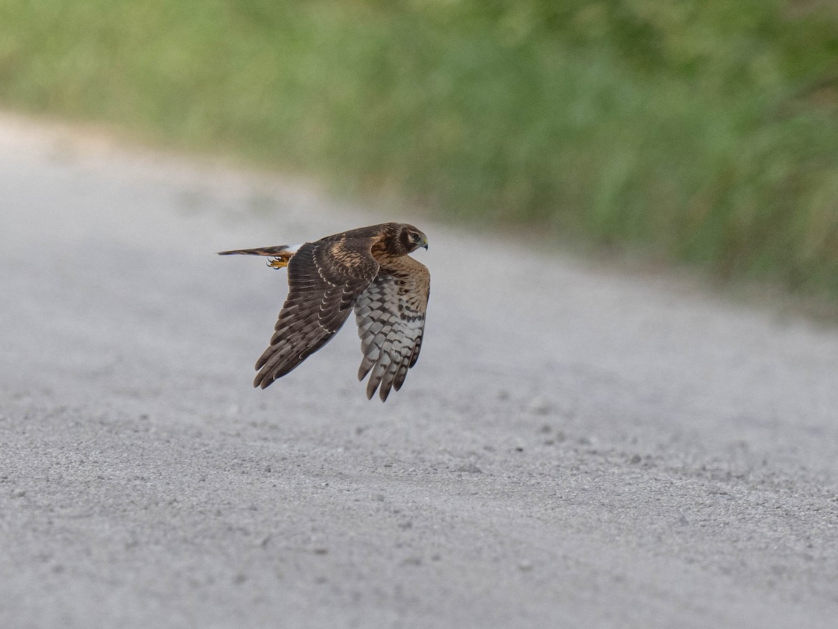 Northern Harrier - ML374160181