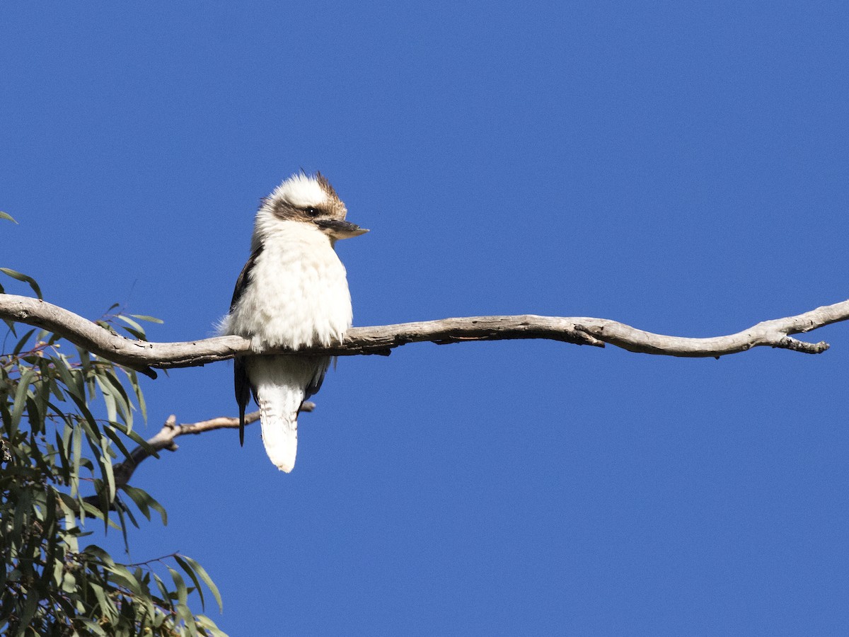 Laughing Kookaburra - ML374160541