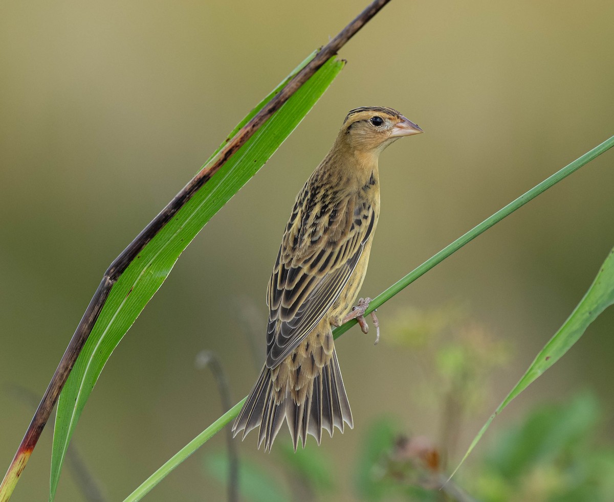 Bobolink - ML374160811