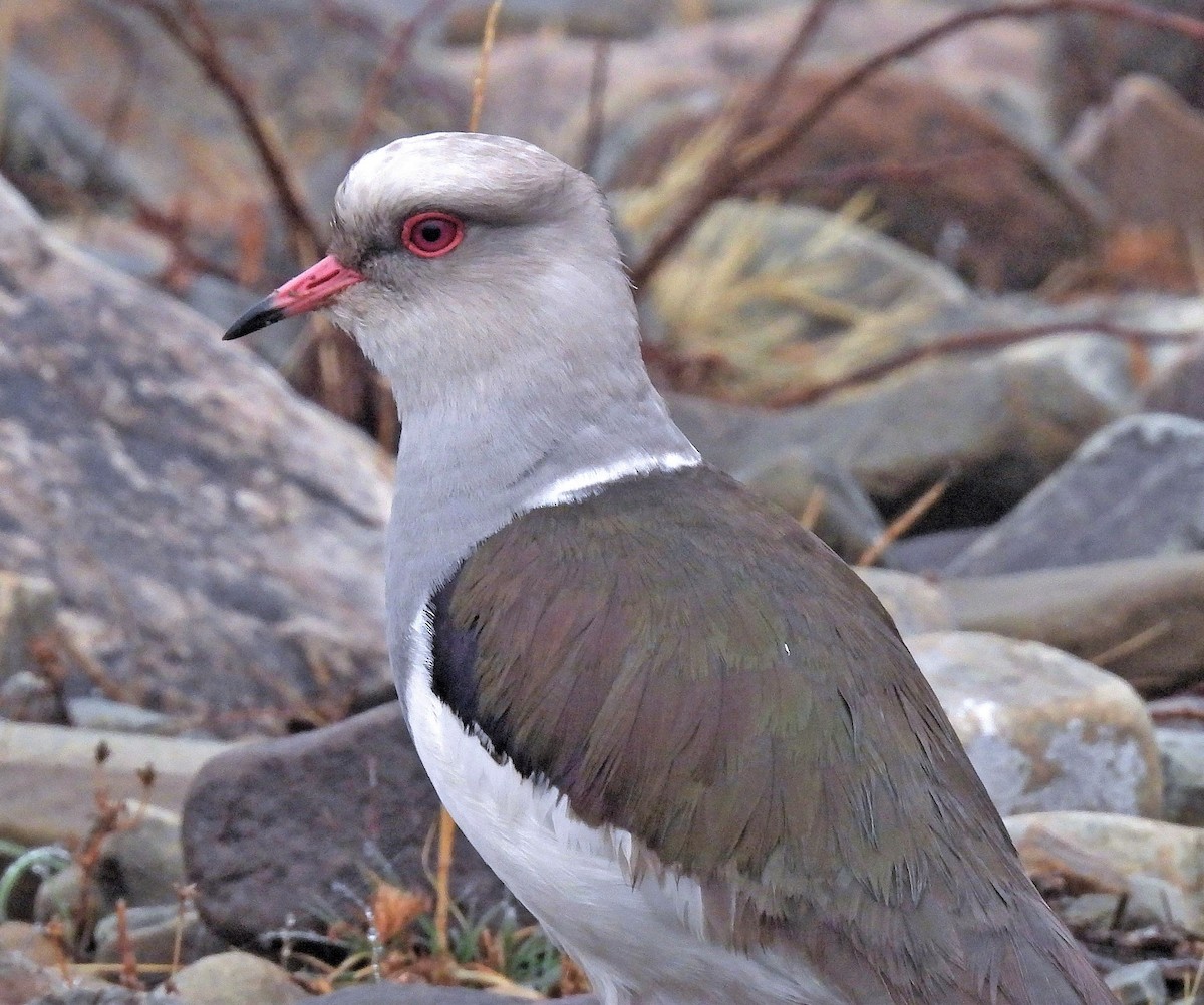 Andean Lapwing - ML374161111