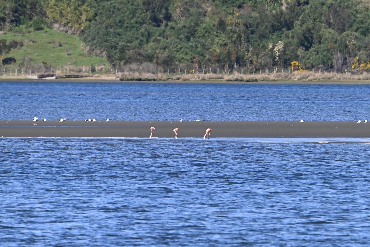 Chilean Flamingo - ML374161991