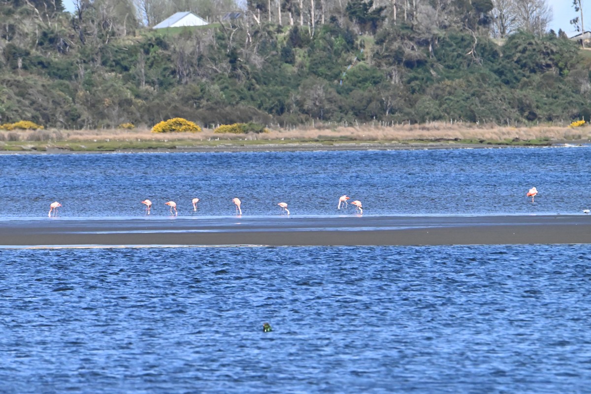 Chilean Flamingo - ML374162001