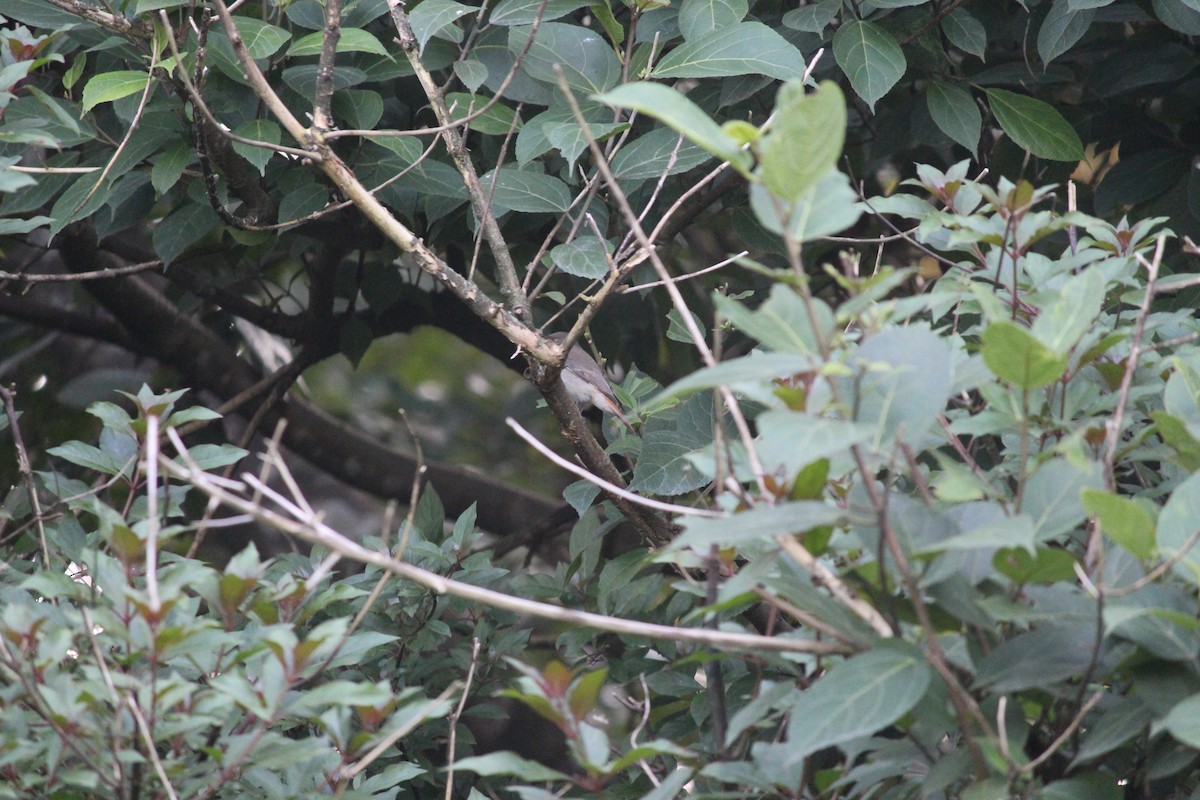 Rusty-tailed Flycatcher - ML37416301