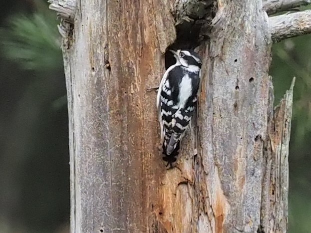 Downy Woodpecker - ML374163161