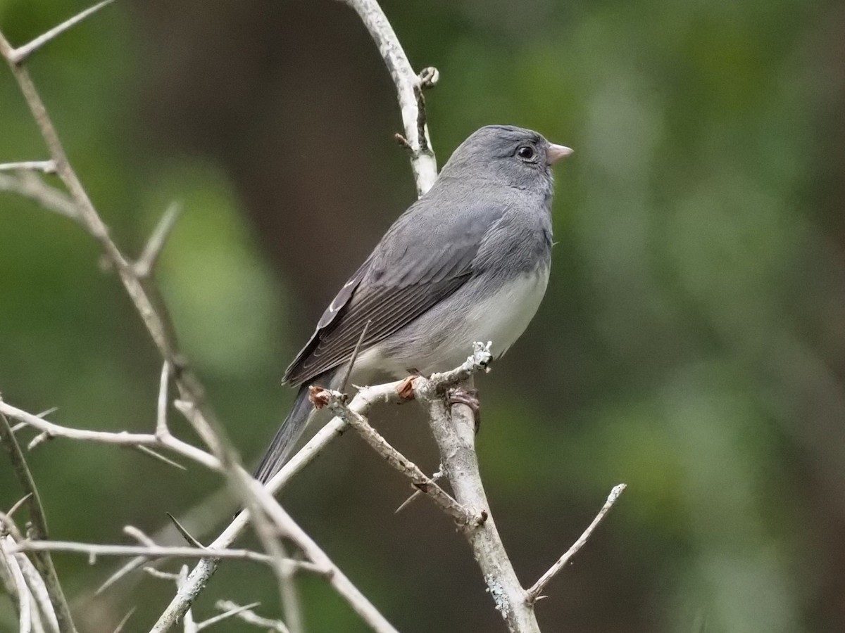 Dark-eyed Junco - ML374163171