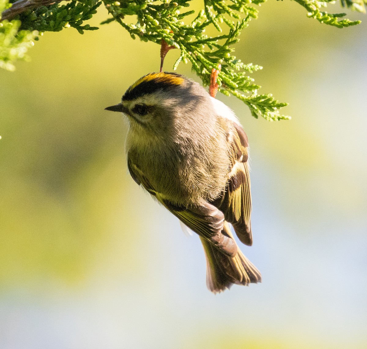 Golden-crowned Kinglet - ML374164261