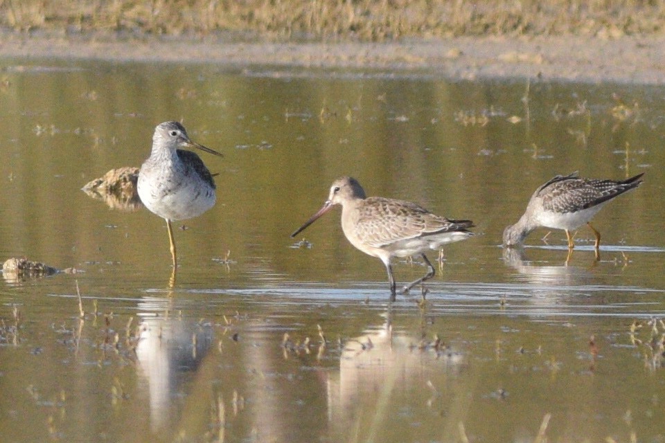 Hudsonian Godwit - ML374164571