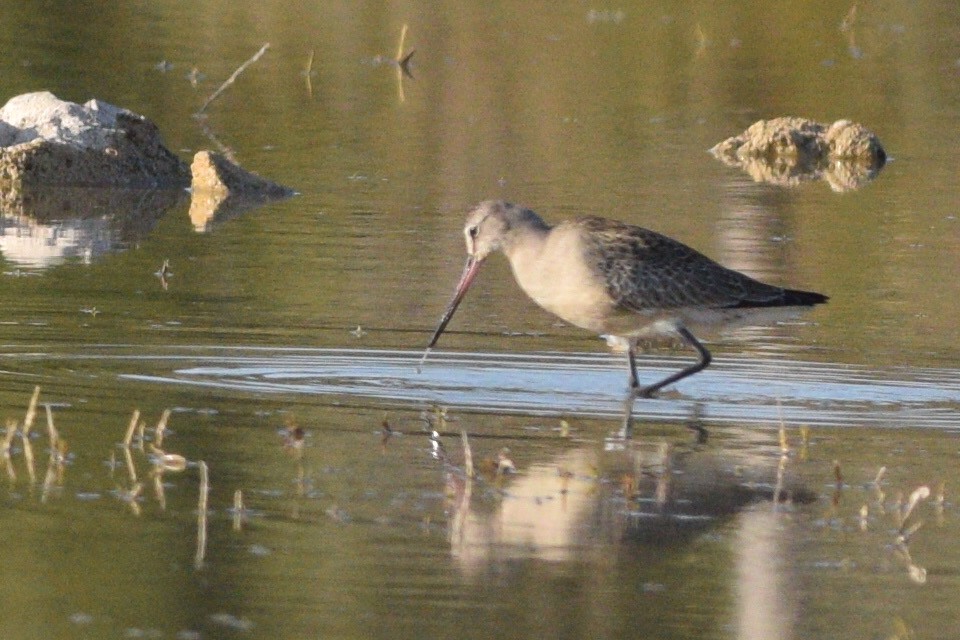 לימוזה אמריקנית - ML374164591