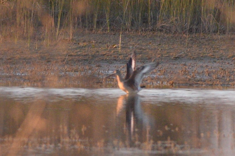 Hudsonian Godwit - ML374164791