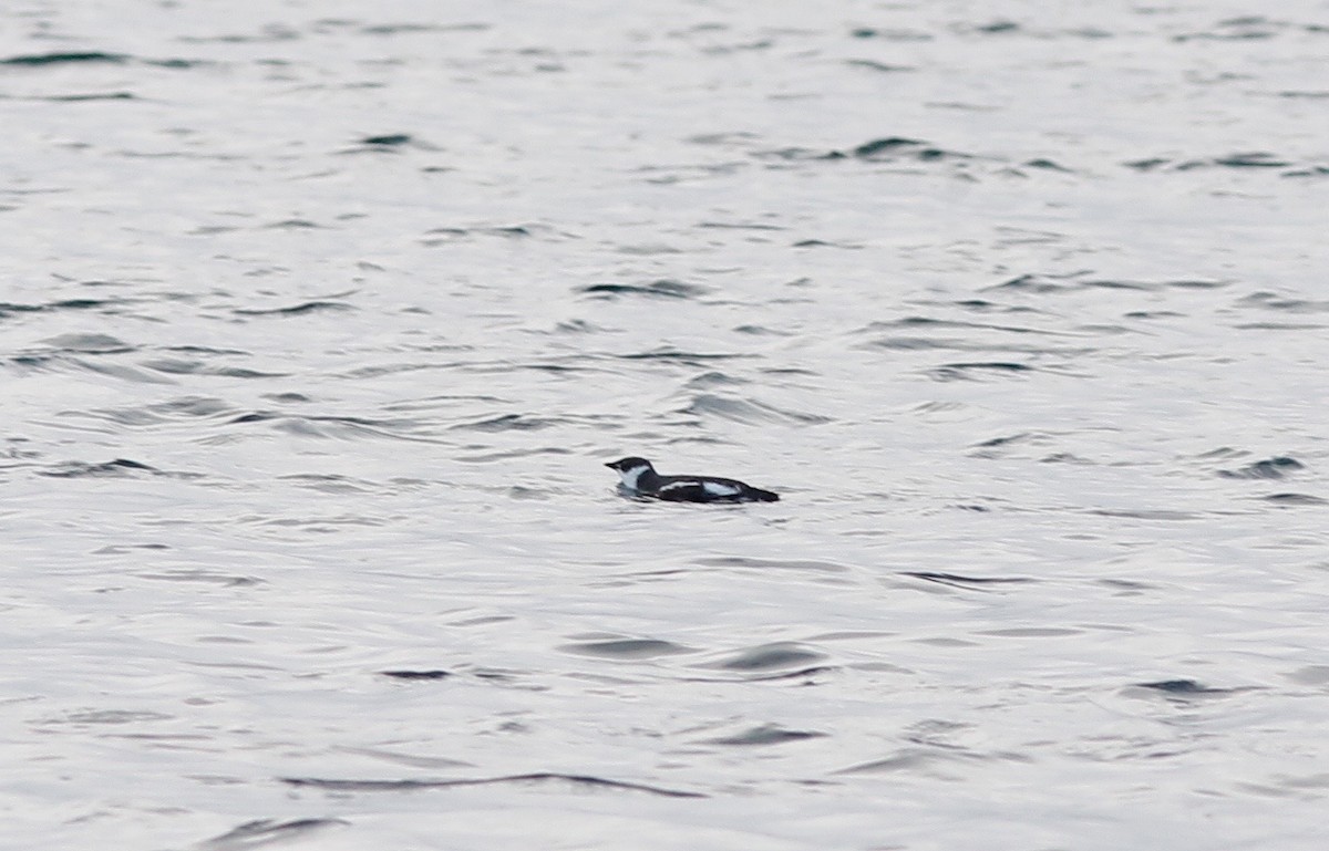 Marbled Murrelet - Stephan Lorenz