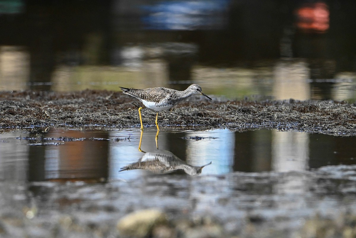 Lesser Yellowlegs - ML374166401