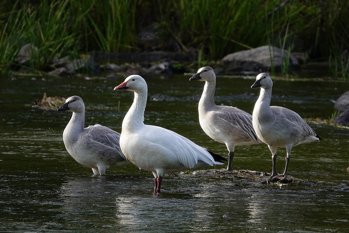 Snow Goose - ML374166791