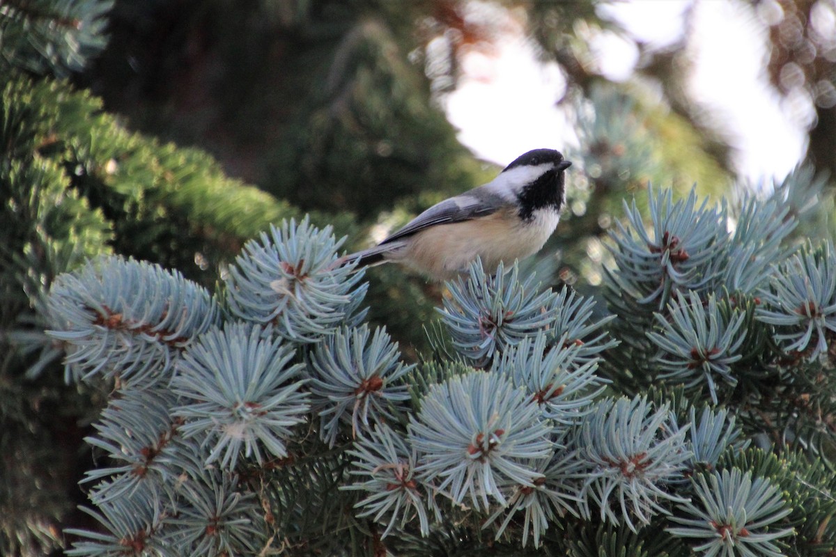 Black-capped Chickadee - Elaine Cassidy