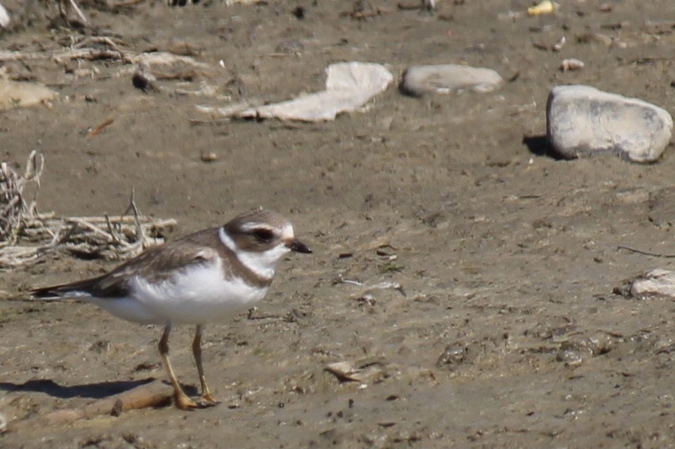 Semipalmated Plover - Michael Hedstrom