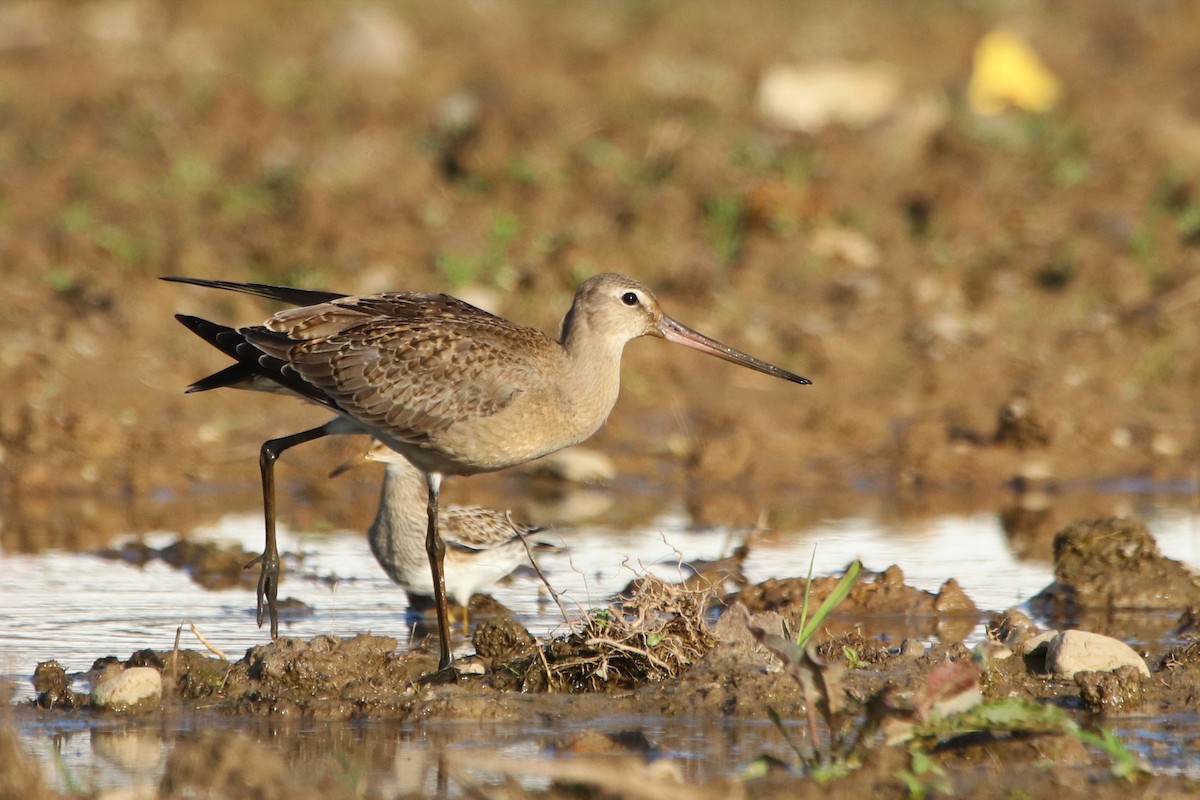 Hudsonian Godwit - Rhesa Sy