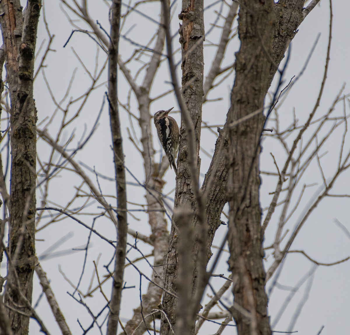 Yellow-bellied Sapsucker - ML374171461