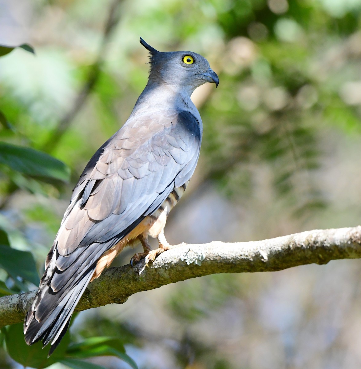 Pacific Baza - Andy Gee