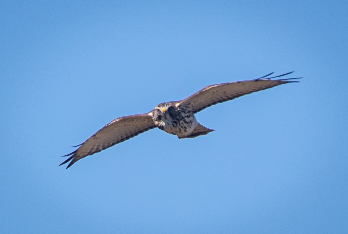 Broad-winged Hawk - bj worth