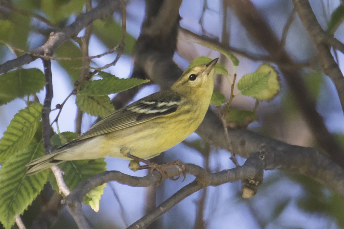 Blackpoll Warbler - ML374173651