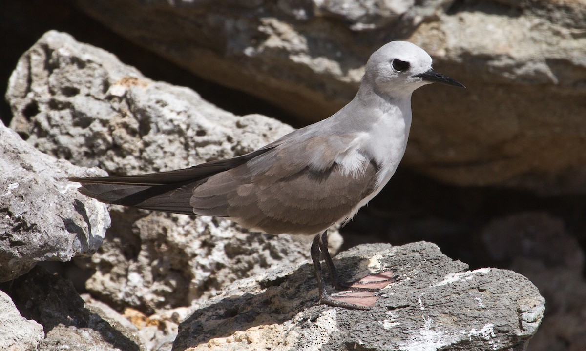 Blue-gray Noddy - ML37417441