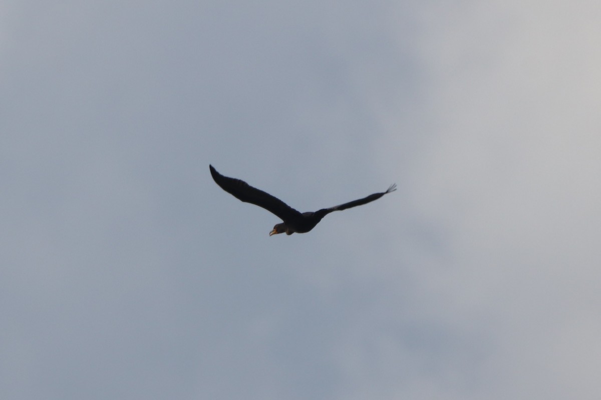 Double-crested Cormorant - ML374174541