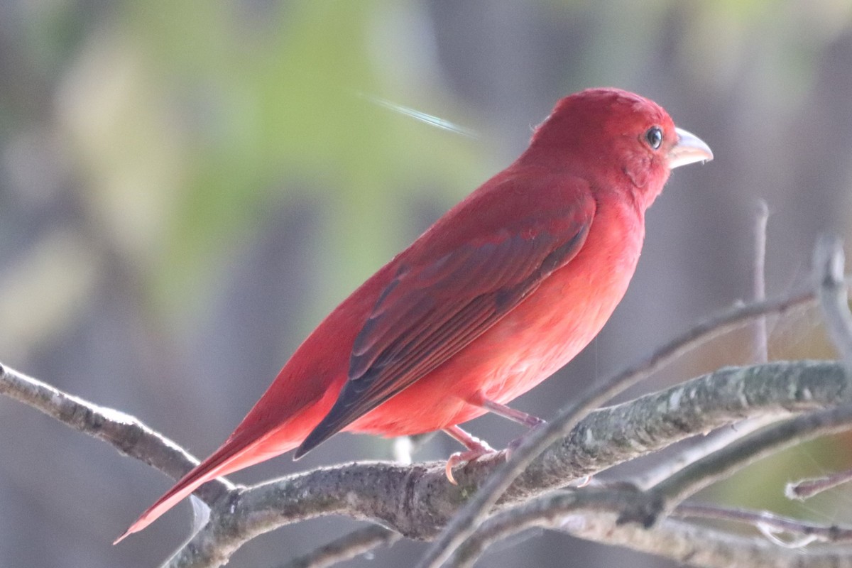 Summer Tanager - George Johnson